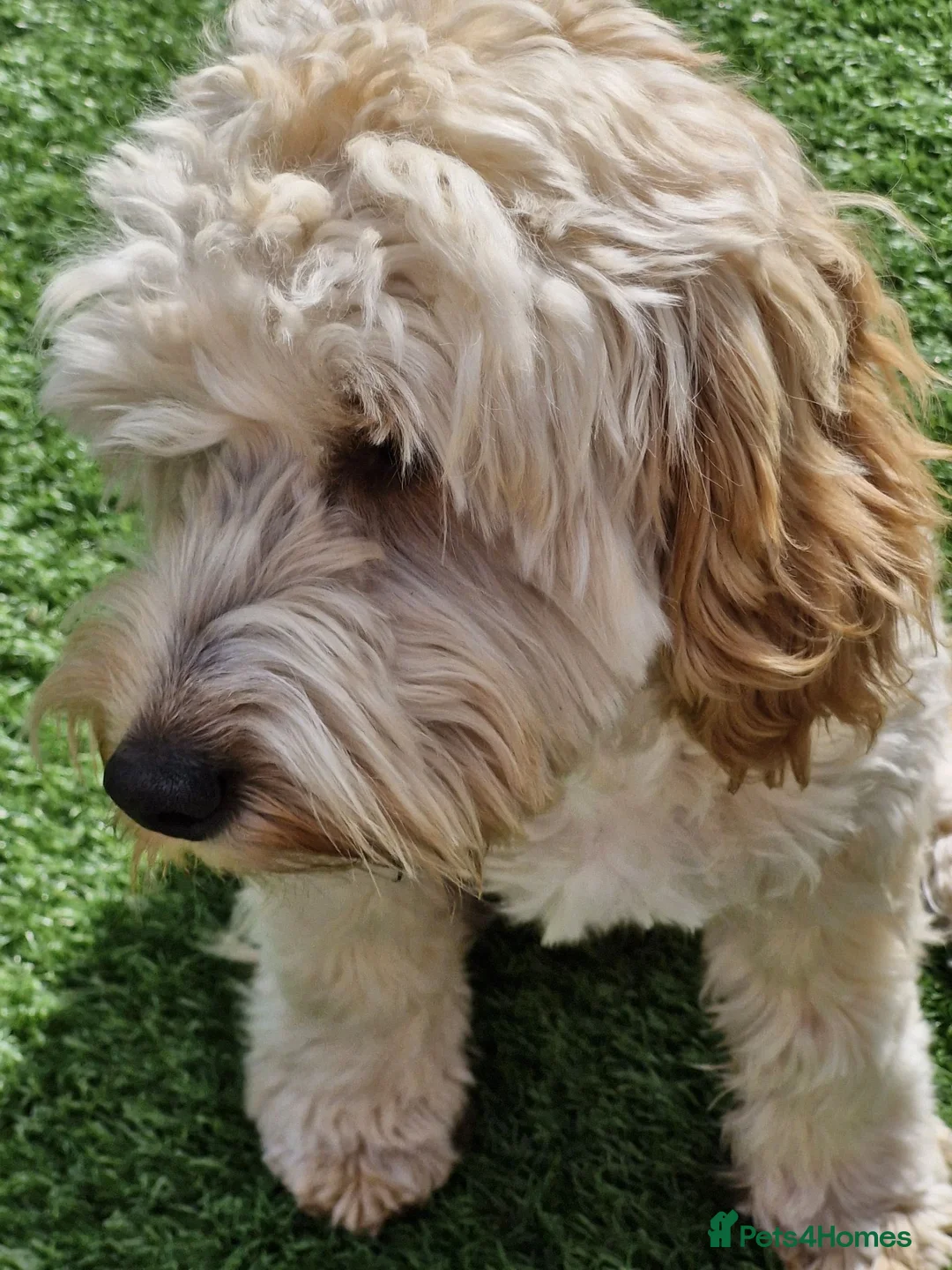 Cockapoo dogs for sale: Cream male cockapoo - Advert 2