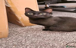 British Shorthair cats for sale: 2x all black British short hair cats - Image 3