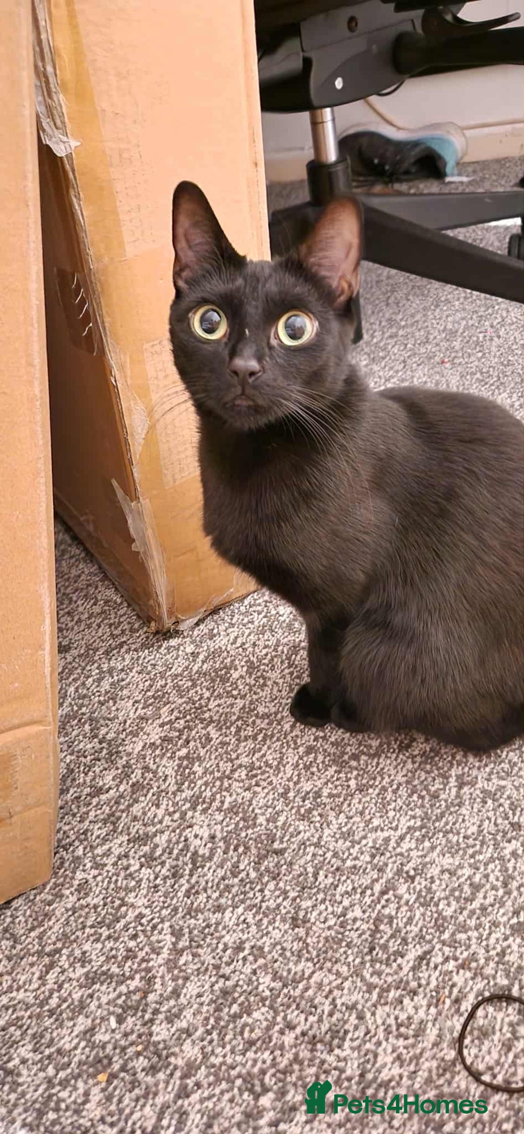 British Shorthair cats for sale: 2x all black British short hair cats - Image 3