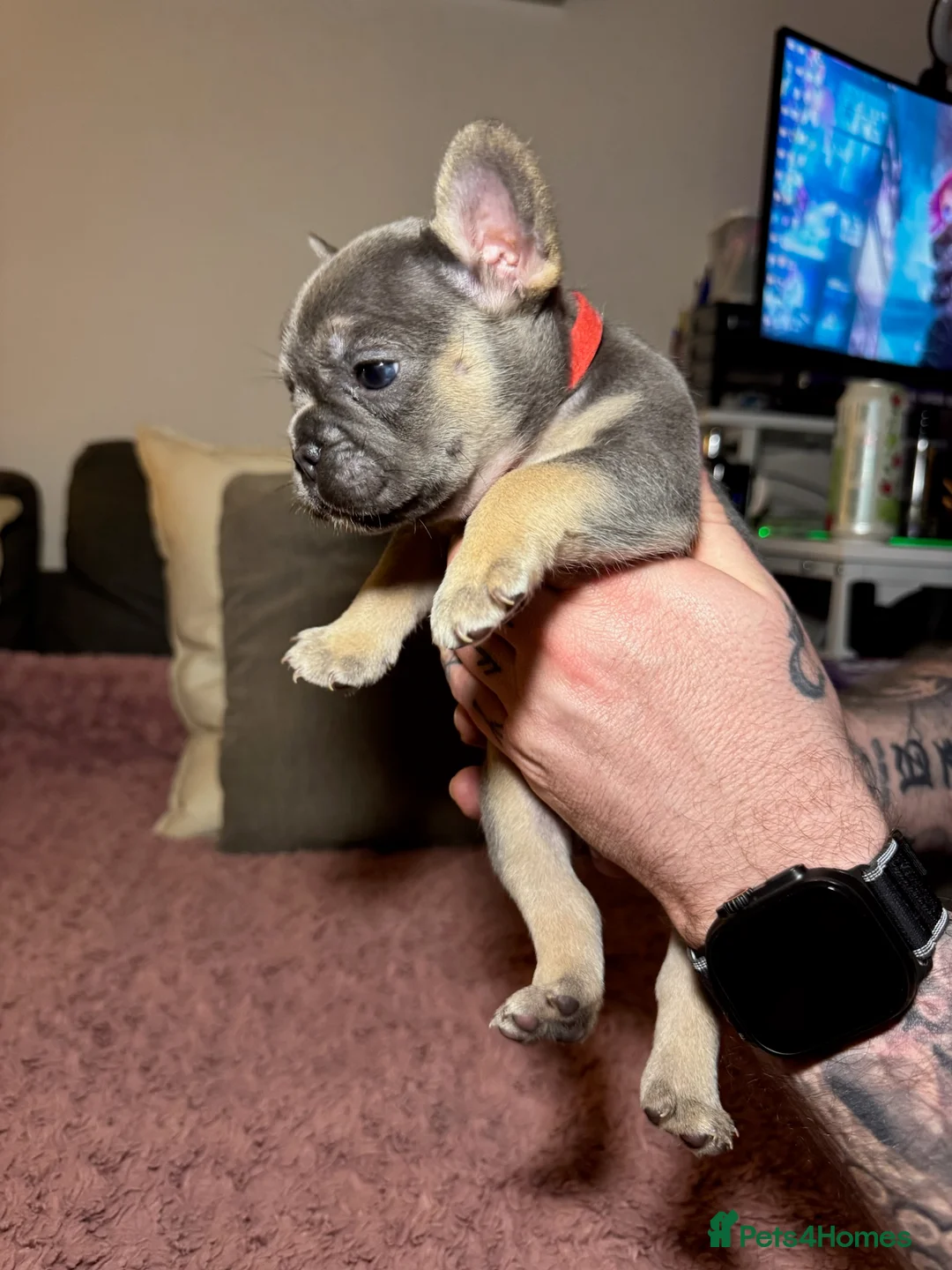 French Bulldog dogs for sale: French Bulldog puppies for sale 1 LEFT  - Advert 12
