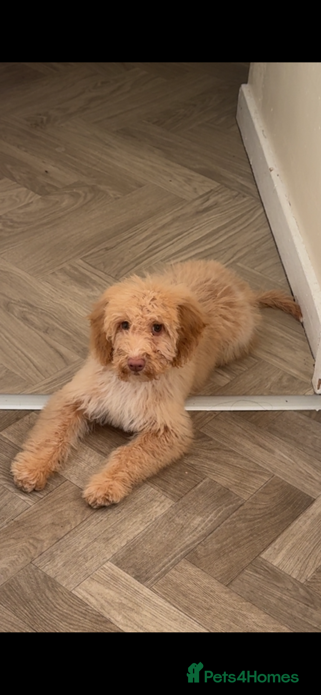 Cockapoo dogs for sale: cockapoo girl - Advert 5