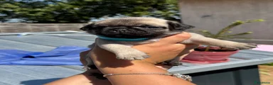 Pug 4 light blue collar 