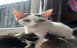 Maine Coon cats for sale: Kittens for sale  - Image 21