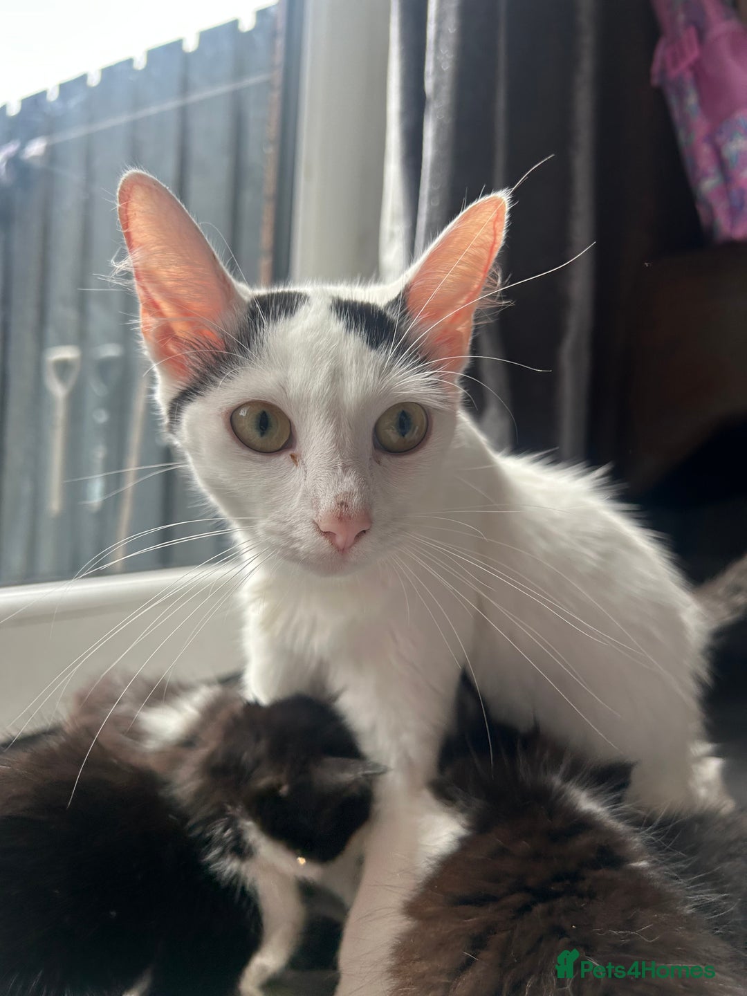Maine Coon cats for sale: Kittens for sale  - Image 21