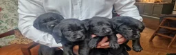 Labrador Retriever dogs for sale: KC Registered Pedigree Black Labrador Puppies in Abergele - Advert 13