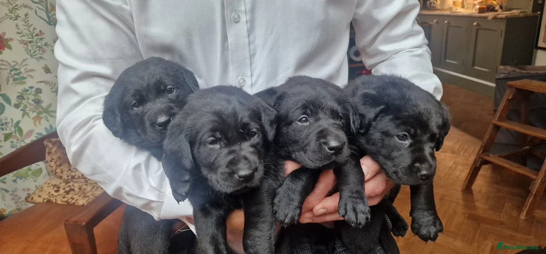 Labrador Retriever dogs for sale: KC Registered Pedigree Black Labrador Puppies in Abergele - Advert 13