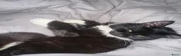 Mixed Breed cats for sale: Salem - Advert 5