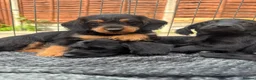 Doxiepoo dogs for sale: Beautifully bread Doxiepoos  - Advert 13