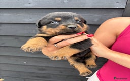 Rottweiler dogs for sale: Rottweiler puppies for sale. - Image 7