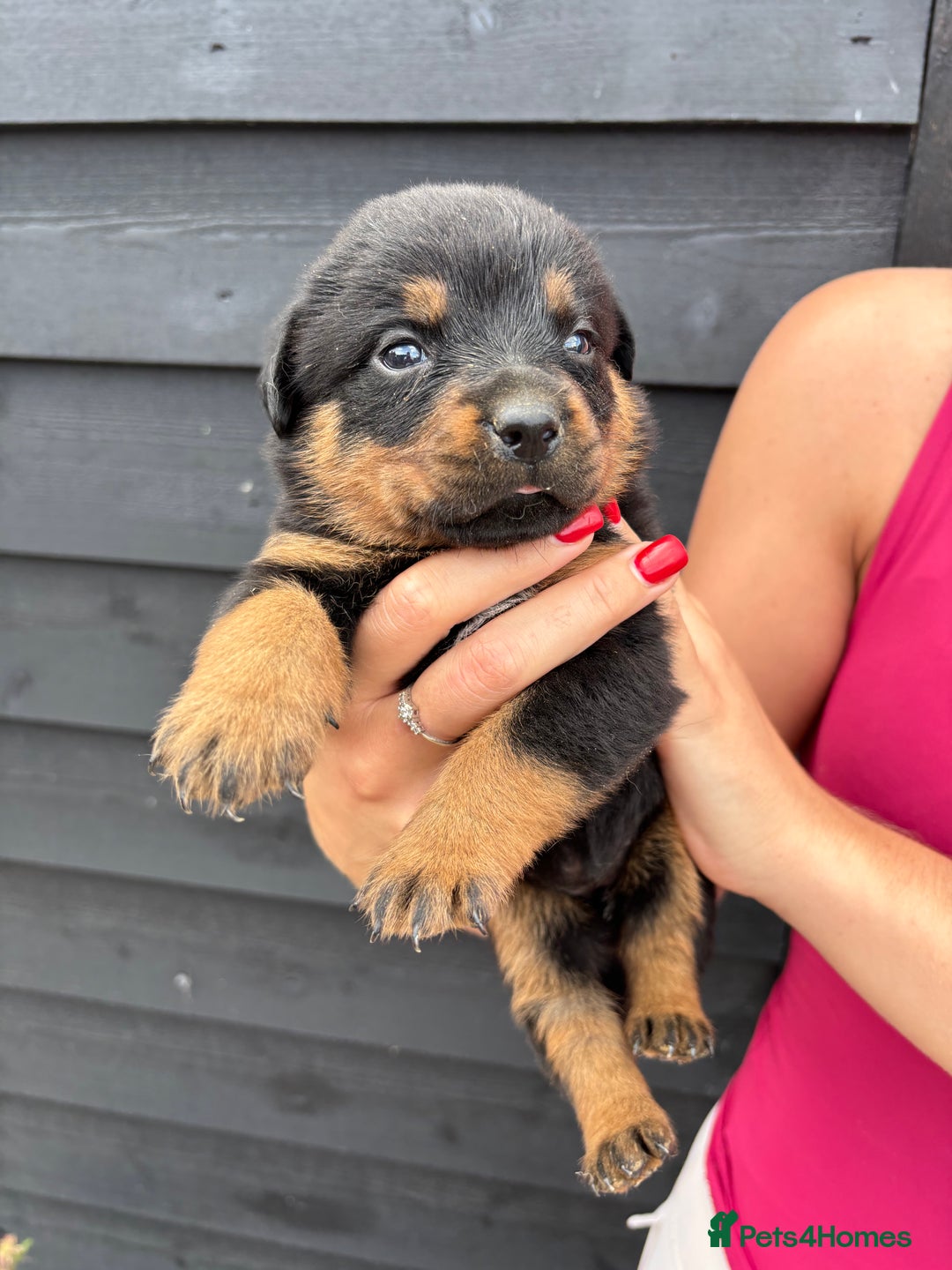 Rottweiler dogs for sale: Rottweiler puppies for sale. - Image 7