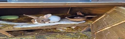 Mixed Breed rabbits for sale: Ready for our forever homes - Advert 3