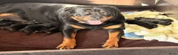Rottweiler dogs for sale: Visionary Choice for a Loyal Rottweilers Companion in Halifax - Advert 9