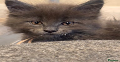 Maine Coon cats - Advert 14