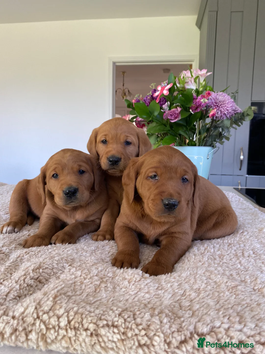 Goldador dogs for sale: Fantastic very dark fox Red Goldadors  - Advert 1