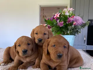 Goldador dogs Fantastic very dark fox Red Goldadors - Advert 8