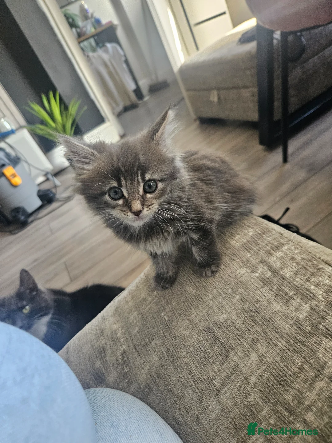 Mixed Breed cats for sale: Last girl kitten - Advert 1