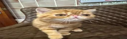 Exotic cats for sale: Hello I’m Humffrey I’m an exotic shorthair  - Advert 7