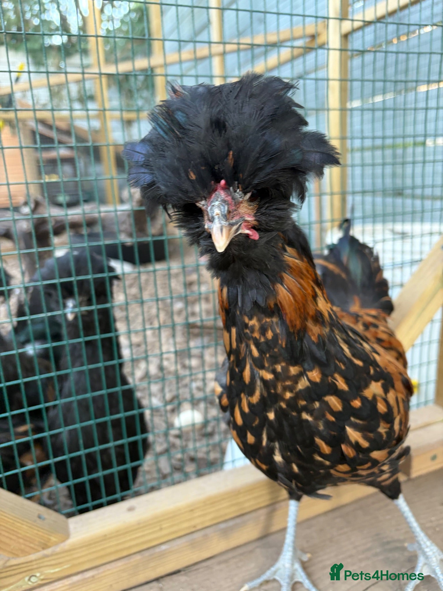 Chickens poultry Stunning Polish Cockerel for sale!!! - Advert 1