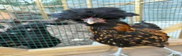 Chickens poultry for sale: Stunning Polish Cockerel for sale!!! - Advert 1