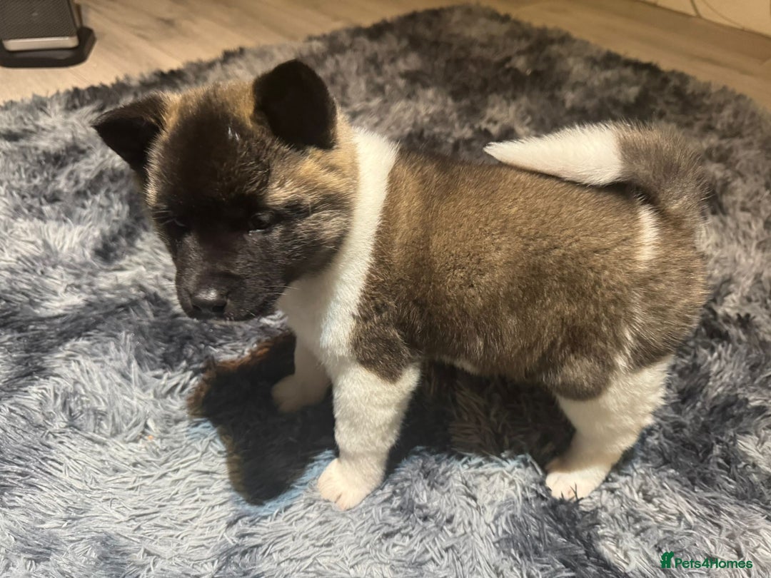 Akita dogs for sale: Bear faced American akitas puppies  - Advert 7