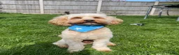 Cavapoo dogs for stud: F1B Cavapoo Stud Dog🐾 - Advert 11
