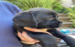Mixed Breed dogs for sale: ❤️Beautiful Border Terrier cross puppies for sale. - Image 14