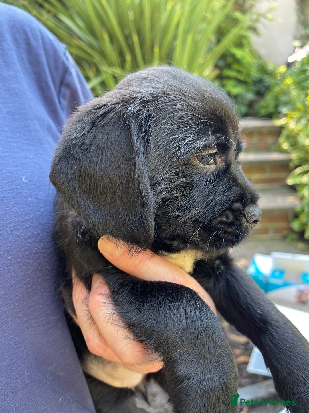 Mixed Breed dogs for sale: ❤️Beautiful Border Terrier cross puppies for sale. - Image 14