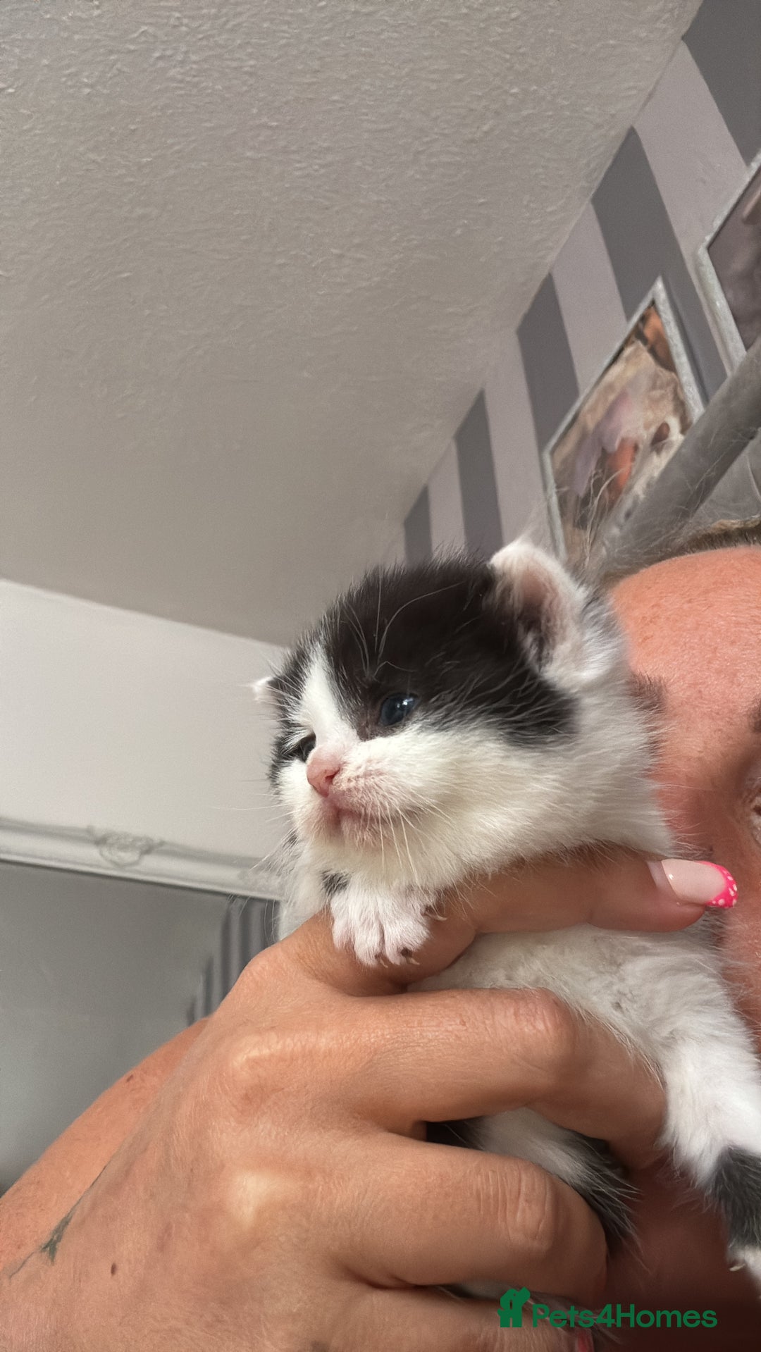 British Shorthair cats for sale: British shorthair kittens ❤️REDUCED❤️ - Image 10