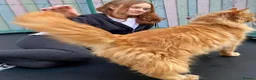 Maine Coon cats for sale: TICA reg HEALTH CHECKED Maine Coons - Advert 14