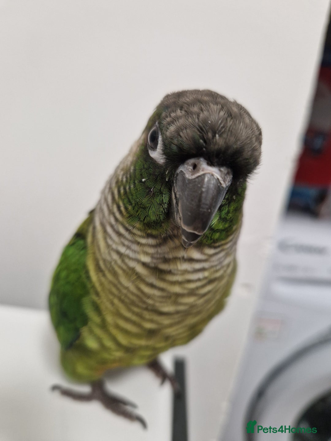Conures birds for sale: Female conure 5 Months Old - Advert 12