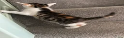 Domestic Shorthair cats for sale: Tortoiseshell kitten, 8 weeks,girl, ready now  - Advert 4