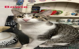 Mixed Breed cats for sale: Bowie and Bean 2 male 10 month old cats for sale  - Image 2