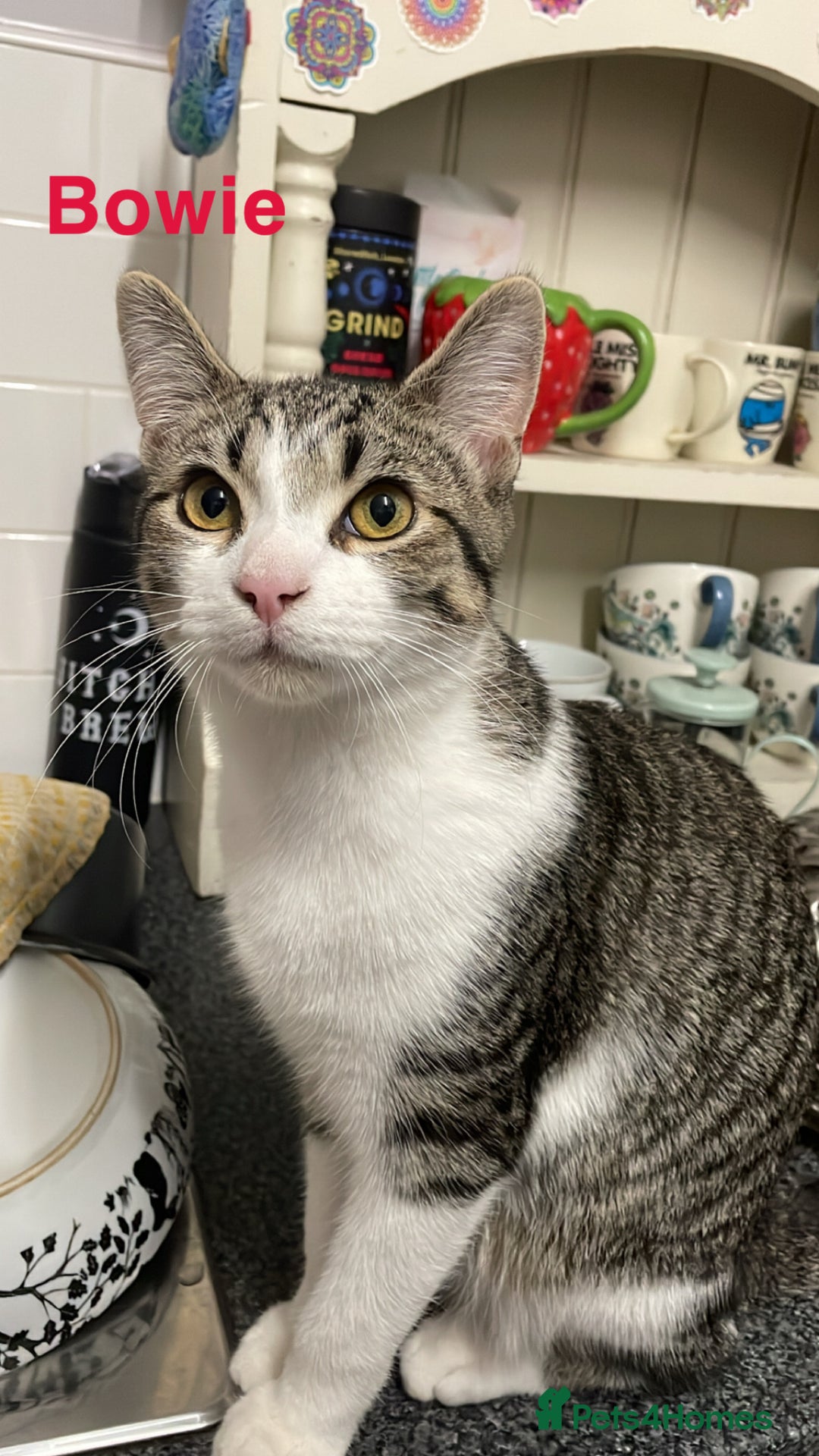 Mixed Breed cats for sale: Bowie and Bean 2 male 10 month old cats for sale  - Image 2