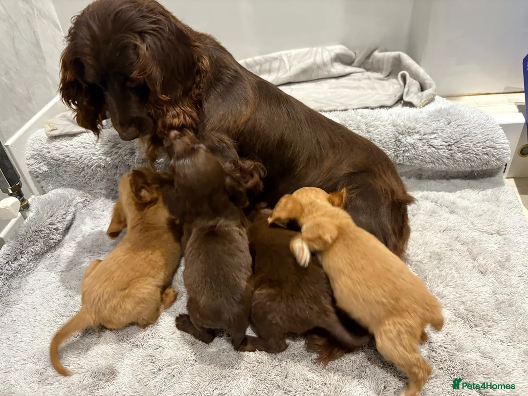 Cockapoo dogs for sale: Cockapoo ready to leave - Advert 19