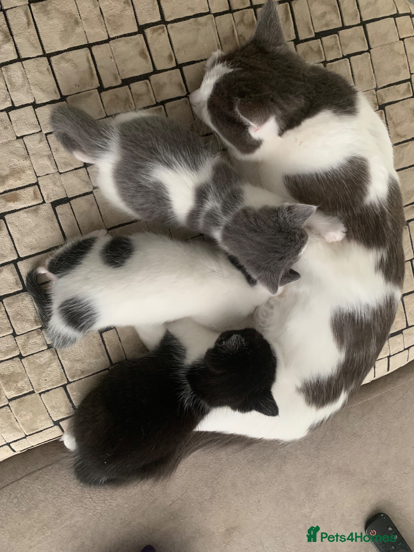 Mixed Breed cats Gorgeous Fluffy Kittens  - Advert 12
