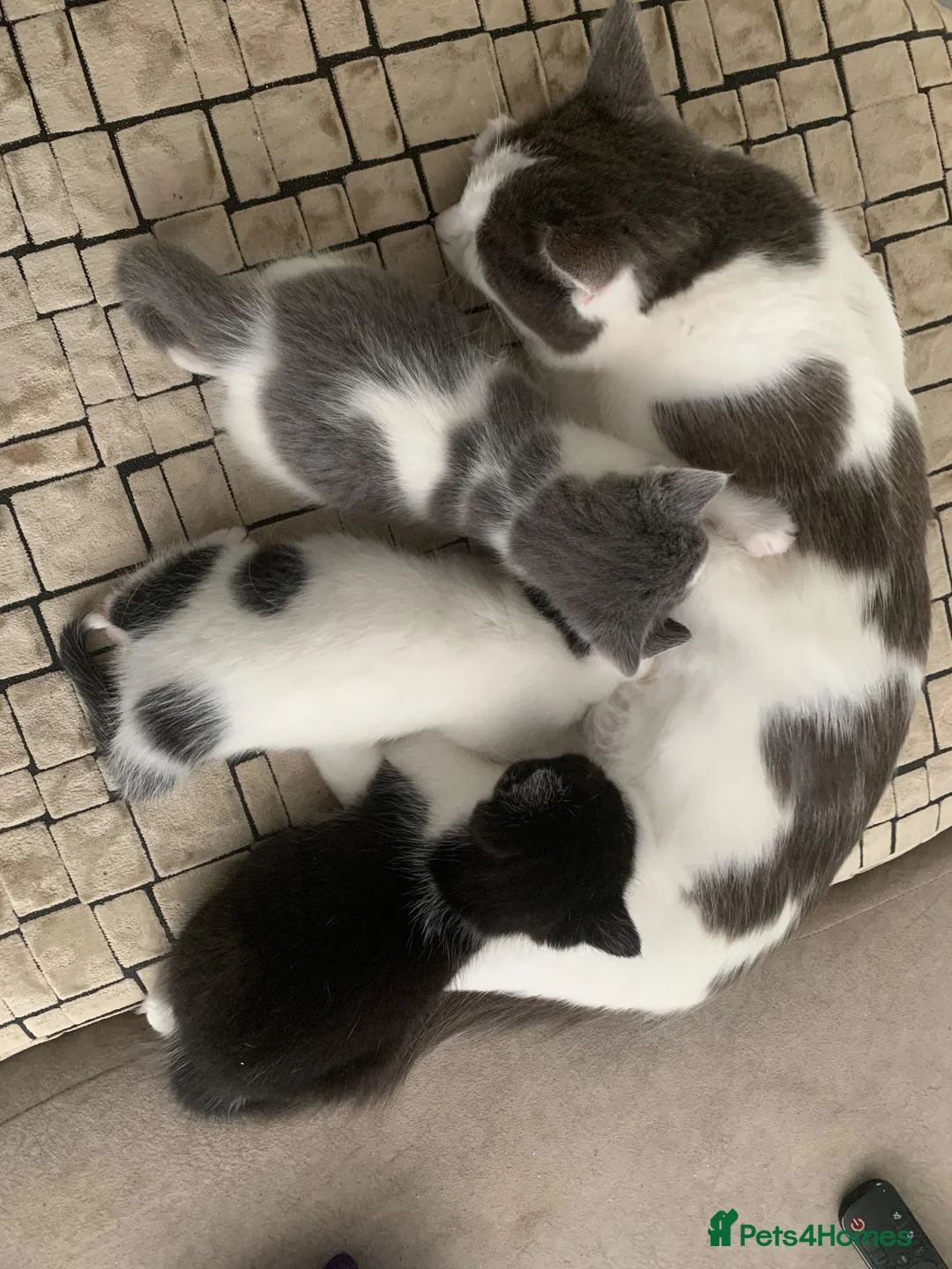 Mixed Breed cats for sale: Gorgeous Fluffy Kittens  - Advert 1