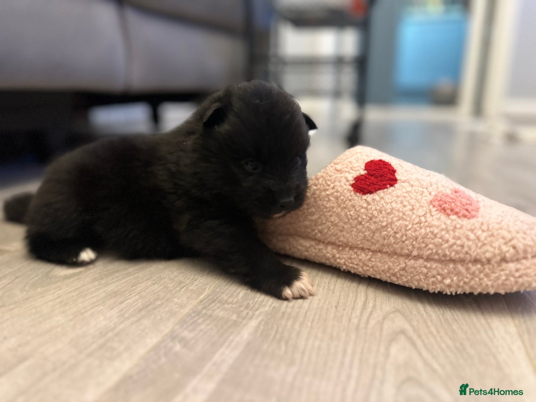 Pomsky dogs for sale: Pomsky Puppies  - Image 17