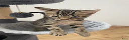 Bengal cats for sale: Bengal X Ready NOW - Advert 14