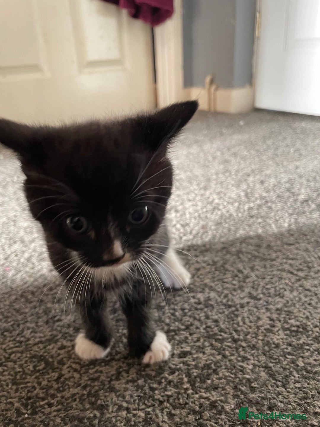 Mixed Breed cats for sale: One male ghost tabby  - Advert 3