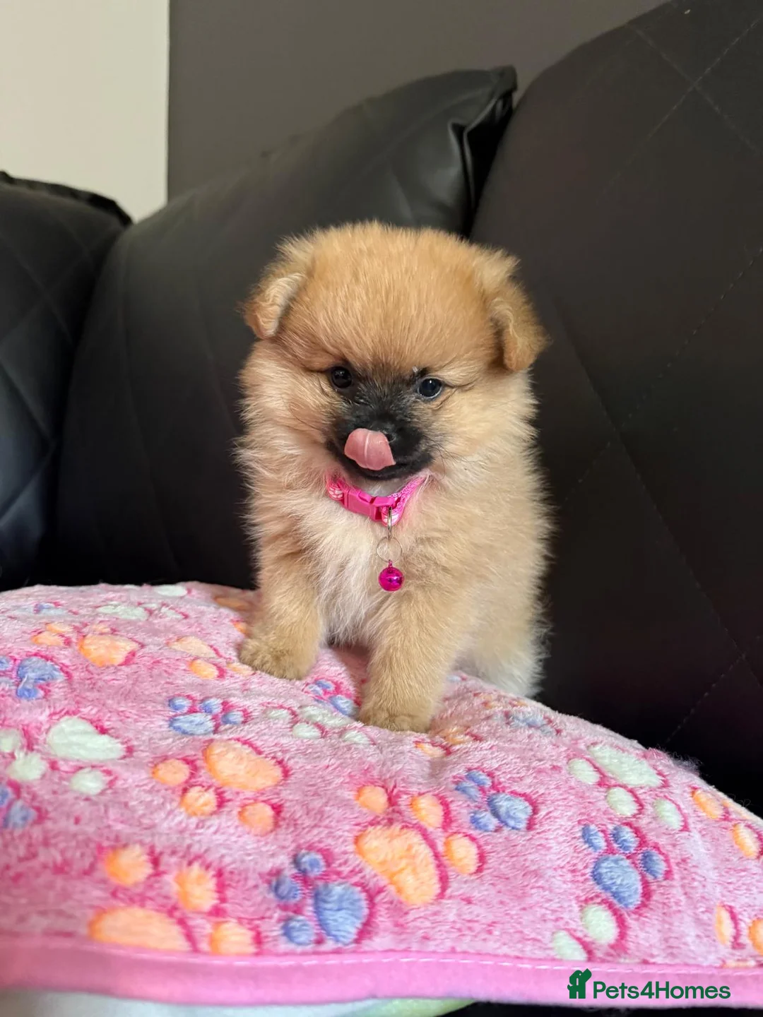 Pomchi dogs for sale: 💕 Beautiful fluffy pomchi girl 💕 - Advert 9