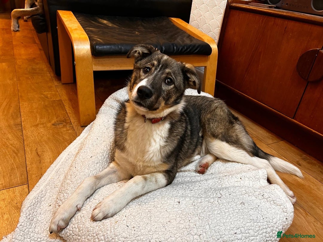 Mixed Breed dogs for adoption: Pecan  - Advert 4