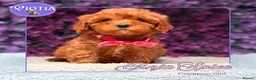 Cavapoo dogs for sale: 🐶 Beautiful F1 Cavapoo Puppies Ready Now 🐶 - Advert 8