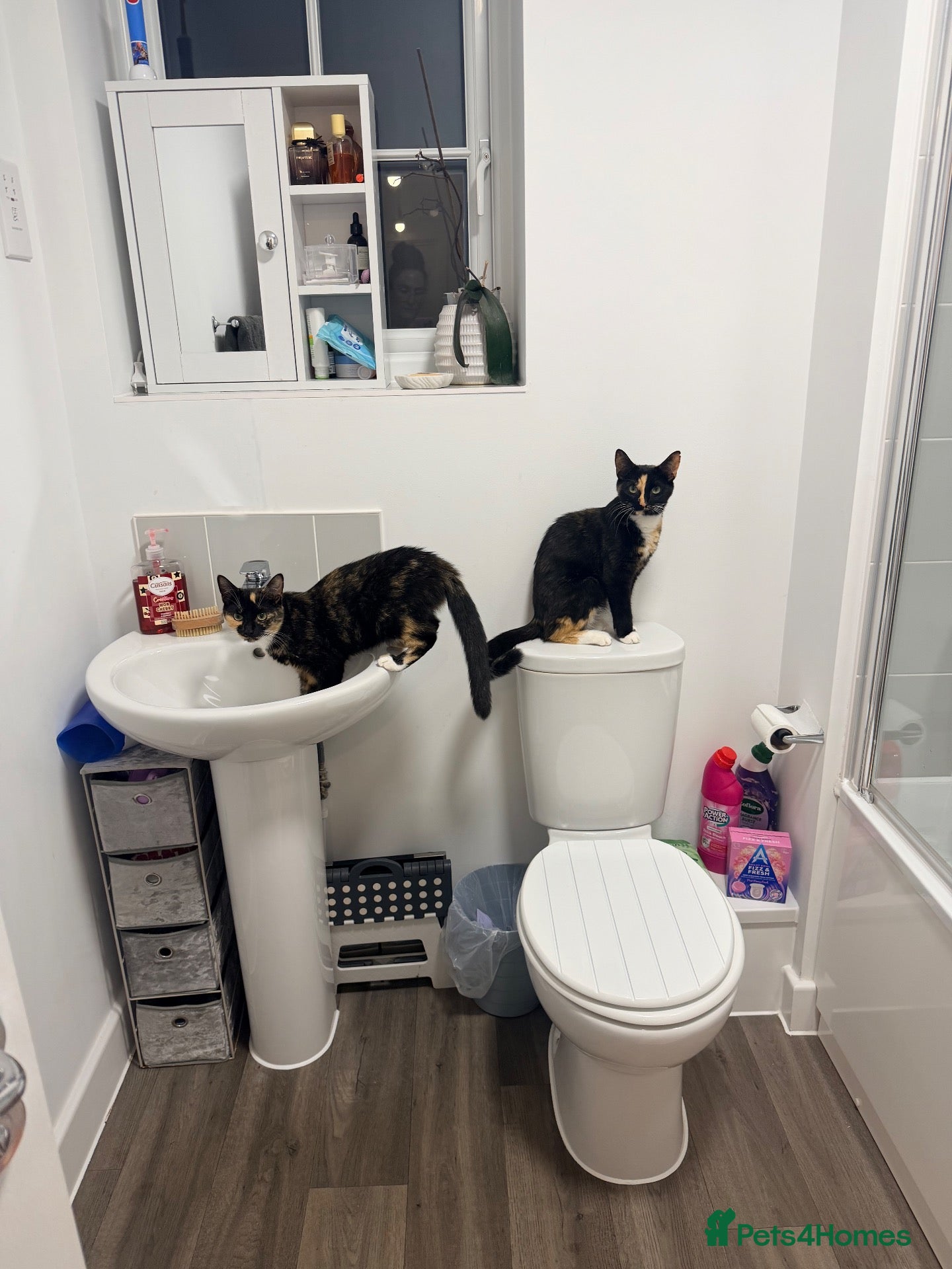 Mixed Breed cats Beautiful Family-Raised Kittens - Advert 5