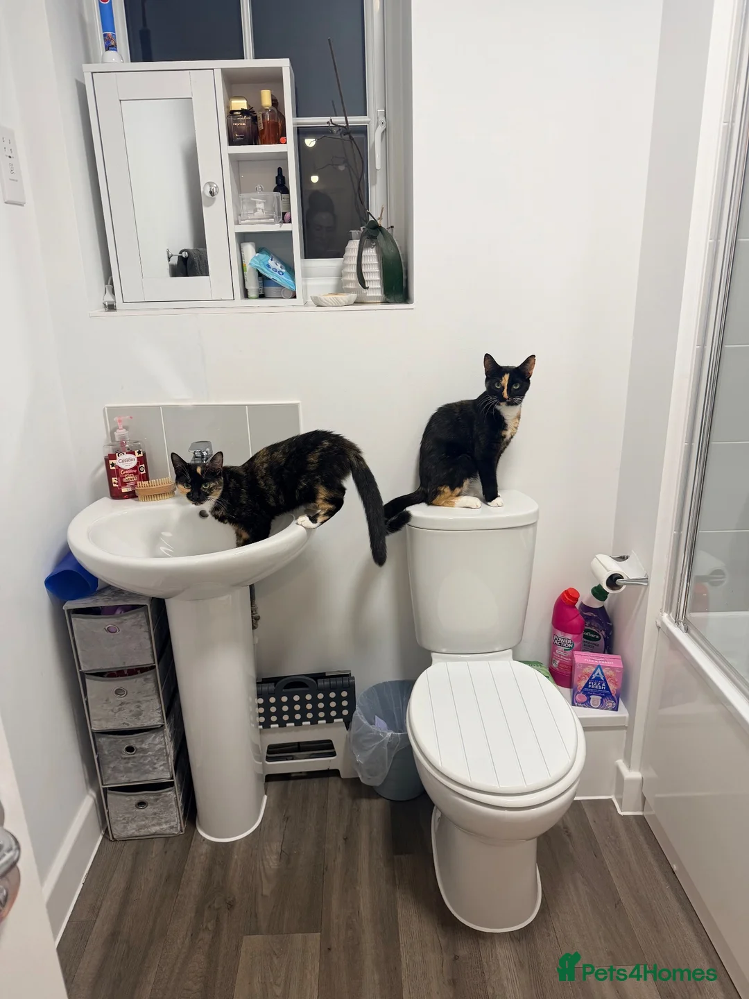 Mixed Breed cats for sale: Beautiful Family-Raised Kittens - Advert 1