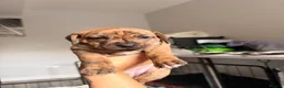 Mixed Breed dogs for sale: Miniature Dachshund X Staffy puppies - Advert 4