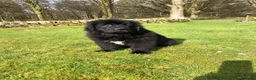 Newfoundland dogs for sale: BALTICBEARS NEWFOUNDLANDS - Advert 10