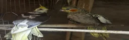 Mixed Breed birds for sale: Birds for sale *read description*  - Advert 16