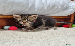 British Shorthair cats for sale: Mixed breed shorthair kittens. 1 m 1 f available - Image 6