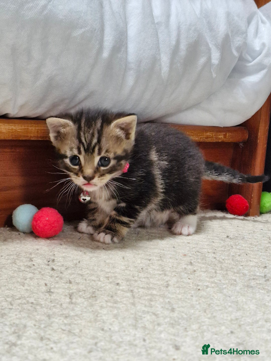 British Shorthair cats for sale: Mixed breed shorthair kittens. 1 m 1 f available - Image 6