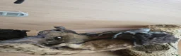 Bearded Dragon reptiles for sale: BEARDED DRAGONS TINT OF RED  - Advert 5
